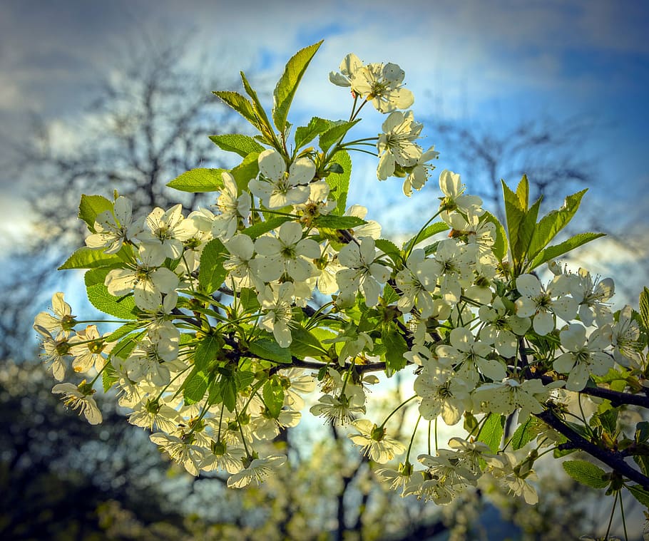 Spring, Flower, Nature, Apple, plant, springtime, tree, blossom HD wallpaper