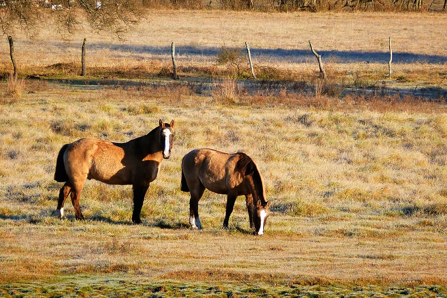 horses, field, paddock, animals, landscape, farm, animal themes HD wallpaper