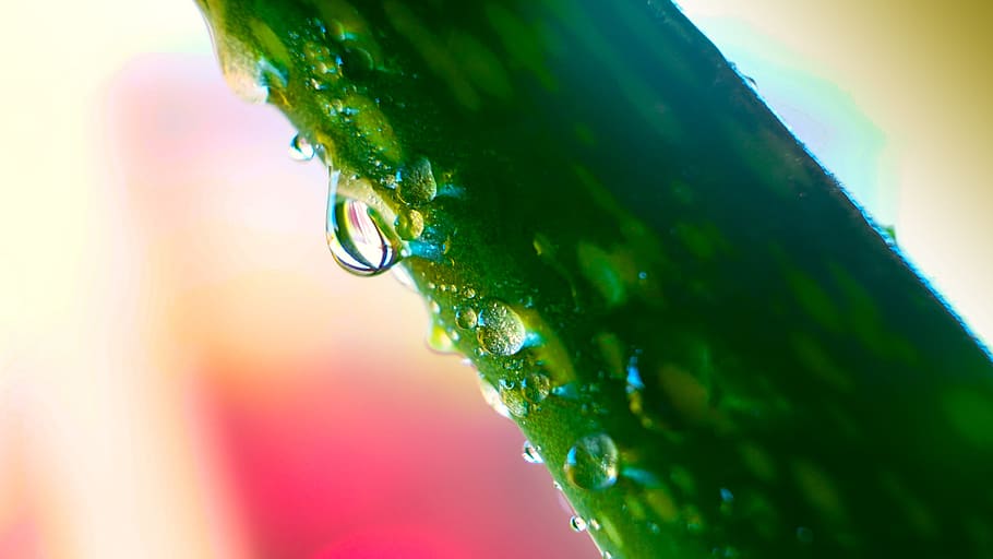 rain drop, water, rain drops, liquid, splash, reflection, water drop HD wallpaper