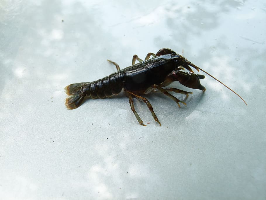 Cambarus Bartonii, Crayfish, appalachian brook crayfish, crawfish HD wallpaper