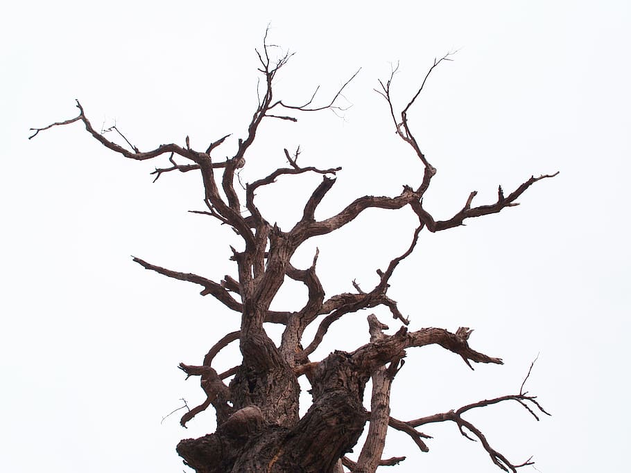 worm's eye view of tree, dead, branch, old, bough, big, white HD wallpaper