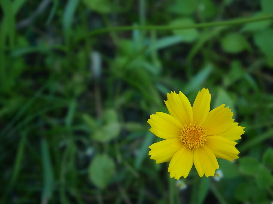 flower, yellow, spring, nature, summer, botanical, macro, plant HD wallpaper