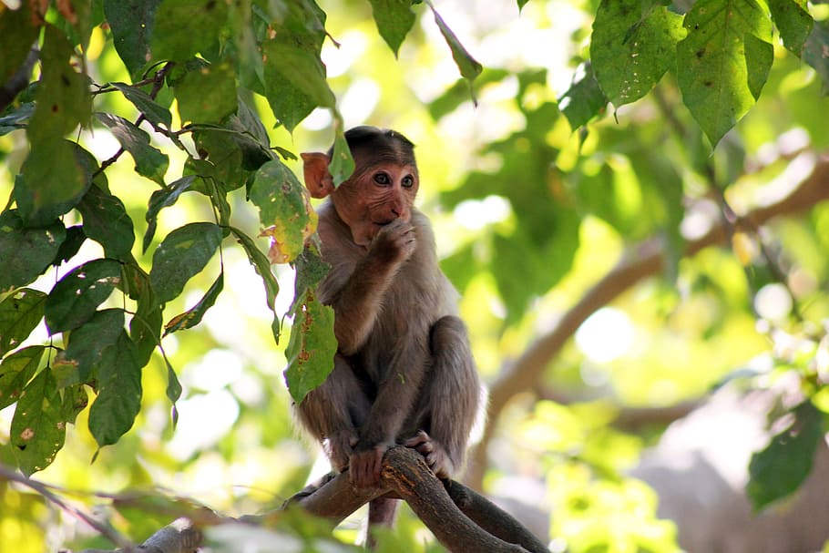 monkey, thinking, branch, sitting, ape, india, jungle, animal HD wallpaper