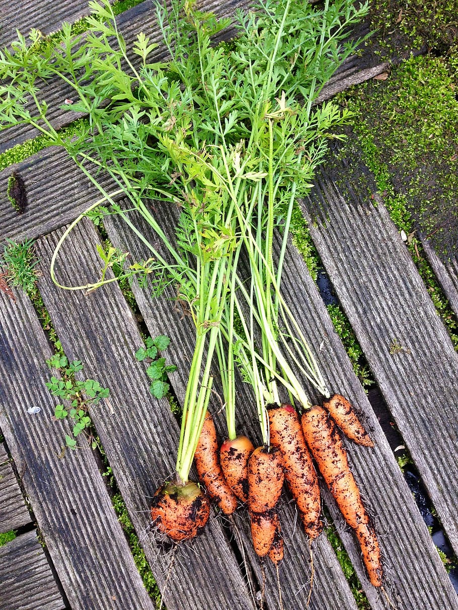 vegetables, carrots, nature, food and drink, high angle view HD wallpaper