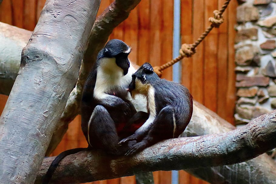 animal, monkey, sitting monkey, zoo, animal themes, animal wildlife HD wallpaper