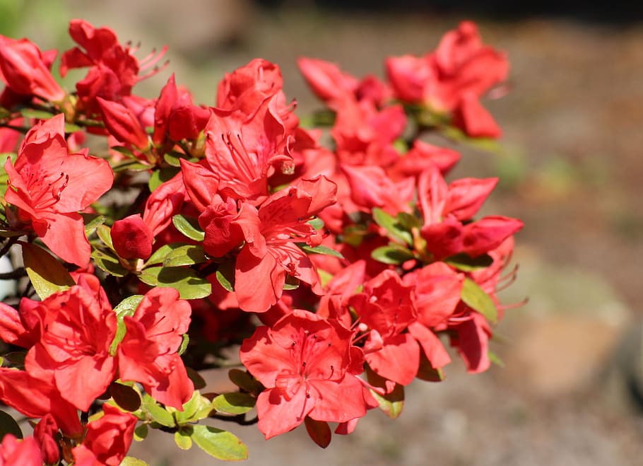 Red rhododendron 1080P, 2K, 4K, 5K HD wallpapers free download