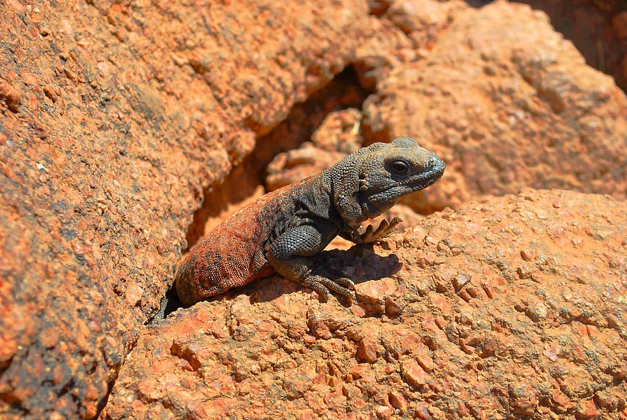 lizard, reptile, rock, brown, black, green, animal, nature HD wallpaper