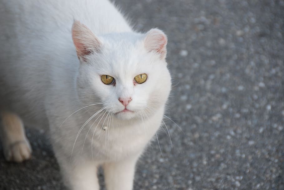 close-up photo of cat on gray surface, White, View, Fight, Trails HD wallpaper