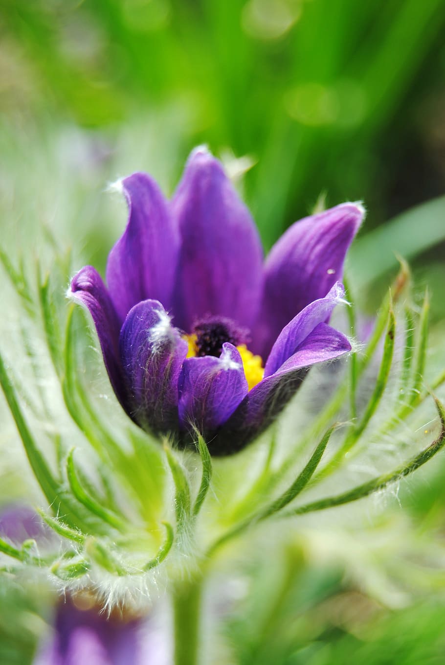 flower, green, pasque flower, flowering plant, fragility, vulnerability HD wallpaper