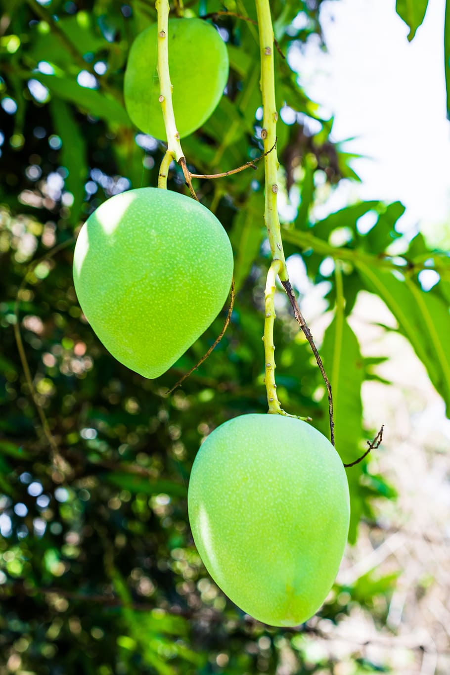 mango, mango tree, fruits, green mango, green color, food, food and drink HD wallpaper