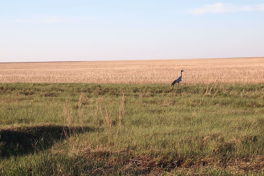 crane, steppe, spring, sunset, living nature, evening, animal wildlife HD wallpaper