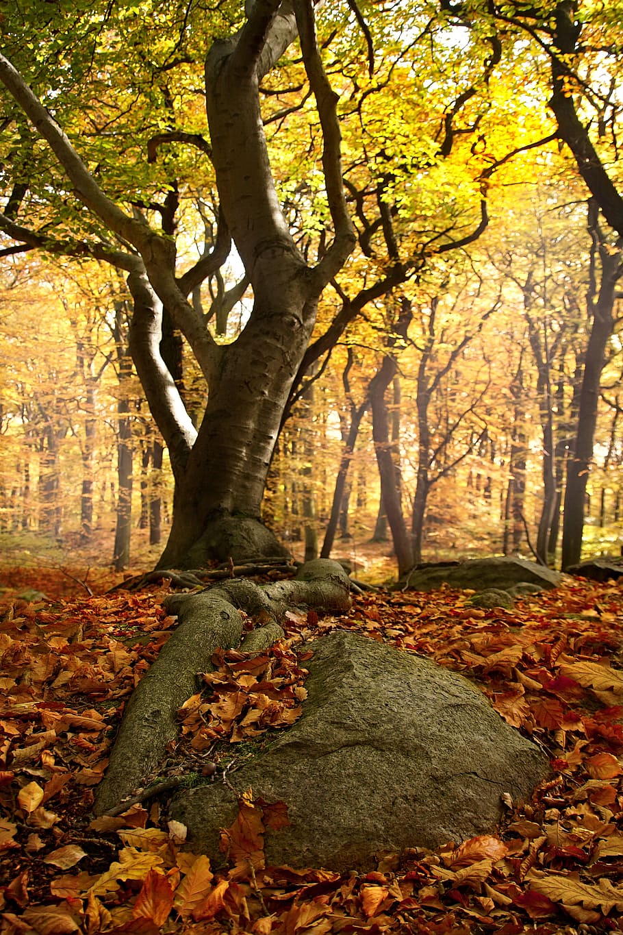 green tree, beech forest, roots, nature, light, autumn, tree roots HD wallpaper