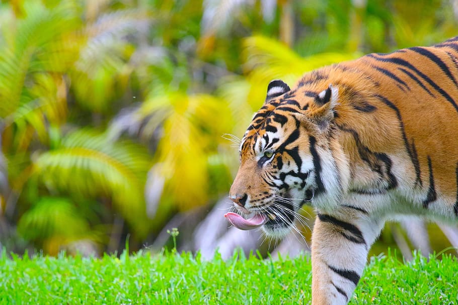tiger, animal, cat, predator, animal themes, animal wildlife HD wallpaper