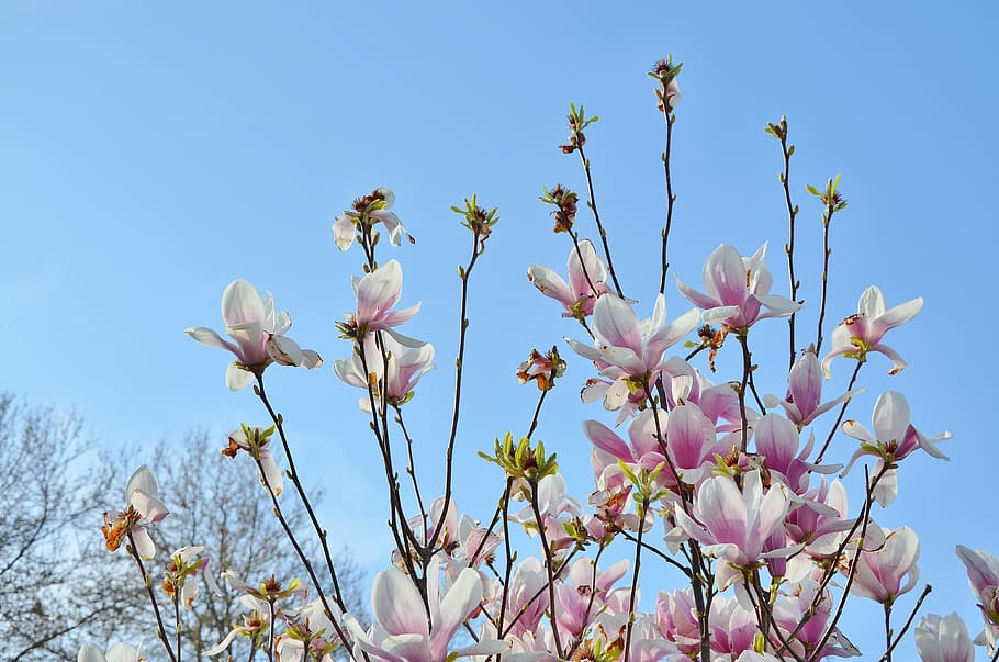 tree, flower, nature, blue, sky, green, spring, season, summer HD wallpaper