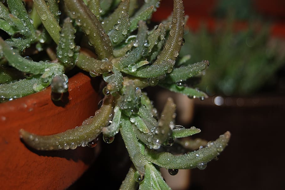 succulent plant, droplets, green color, close-up, growth, beauty in nature HD wallpaper