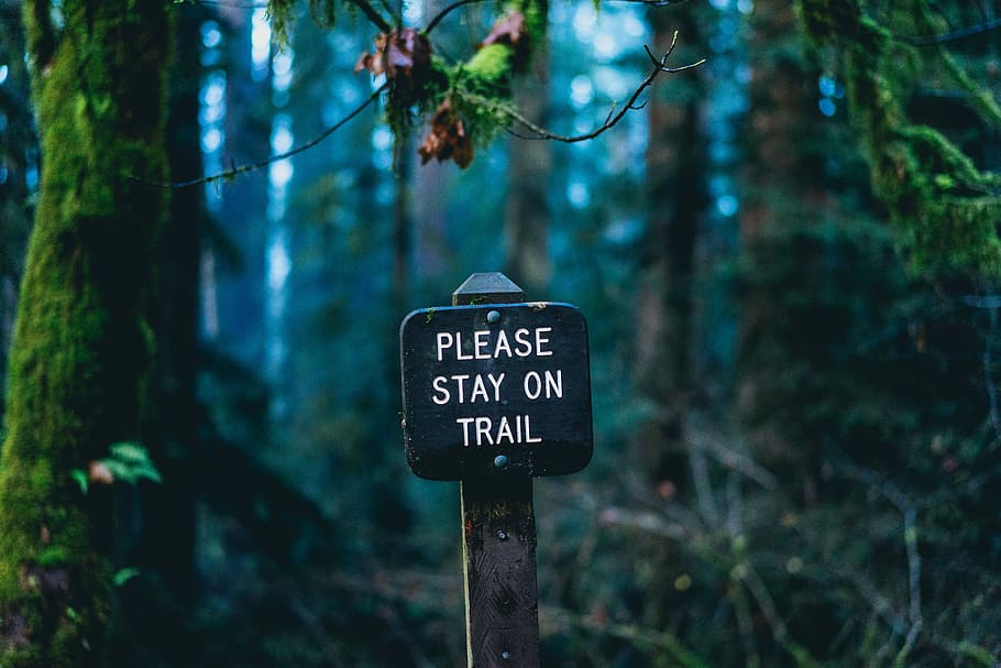 please stay on trail signage on forest, black and white metal signage near green tree, HD wallpaper