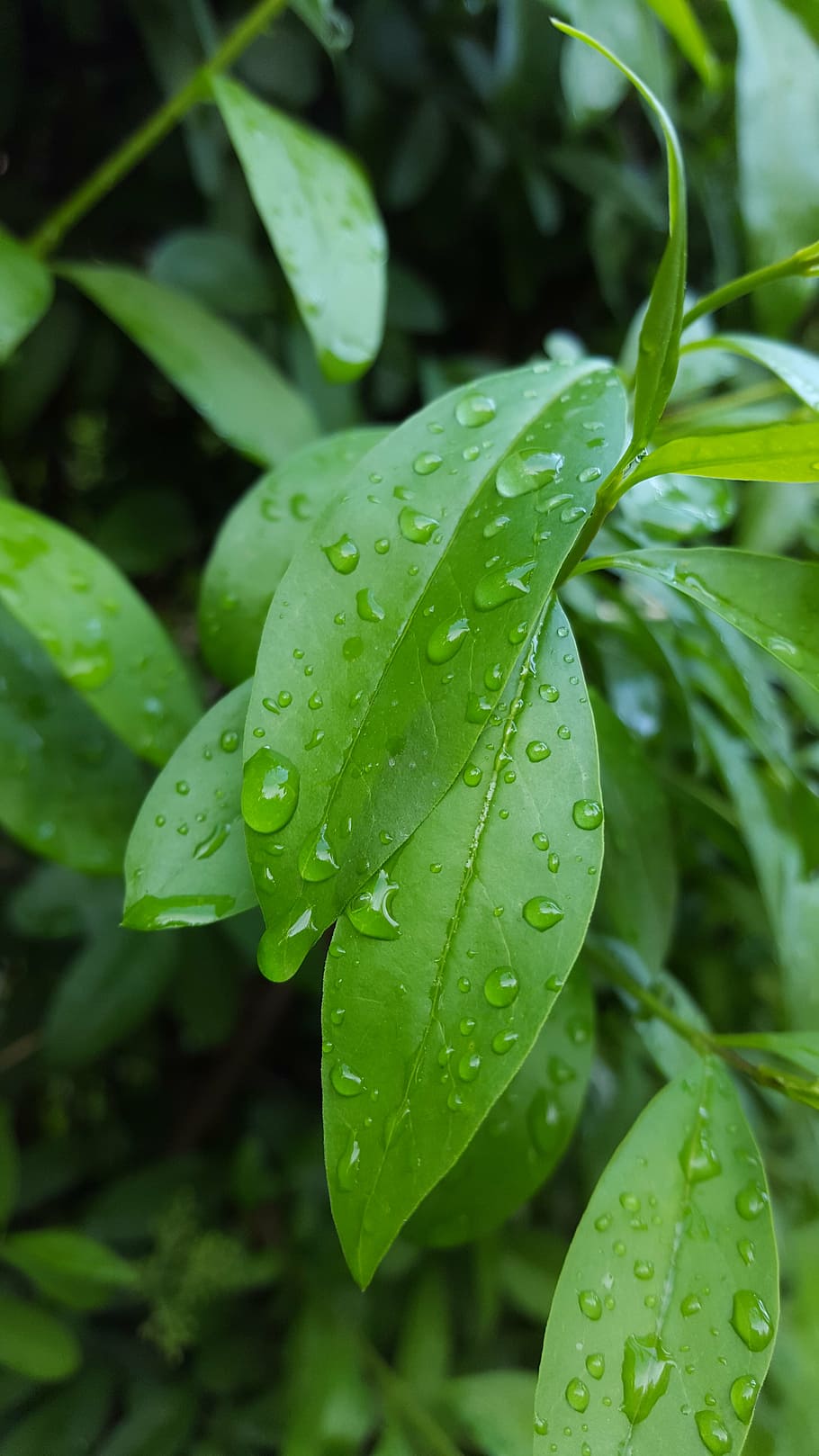 leaf, drops, rainy, green color, wet, water, freshness, close-up HD wallpaper