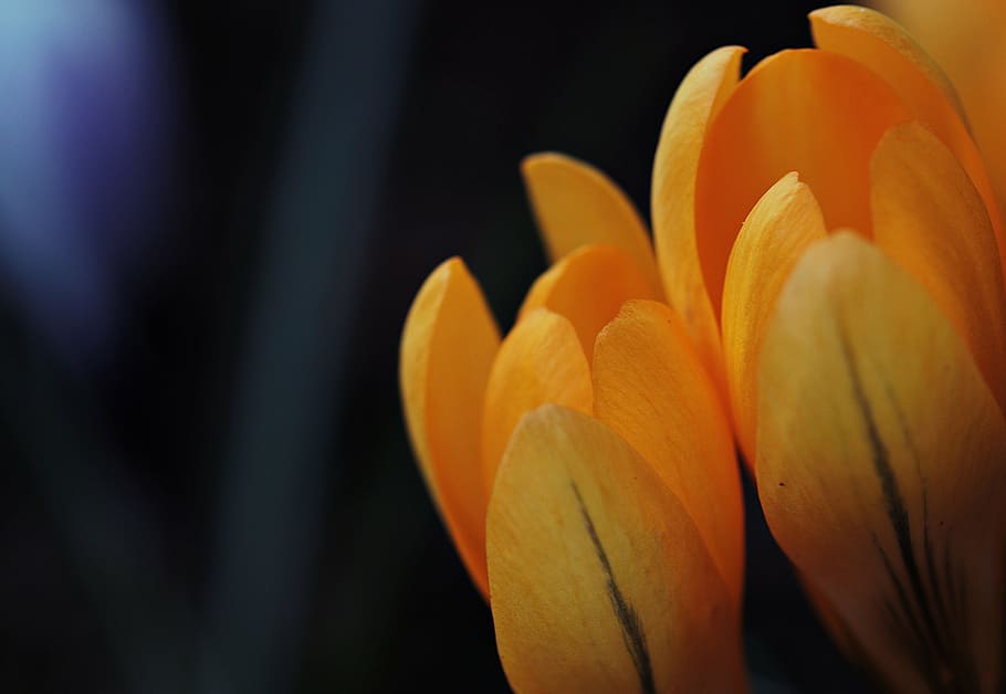 shallow focus photo of yellow flower, crocus, spring, spring flower, HD wallpaper