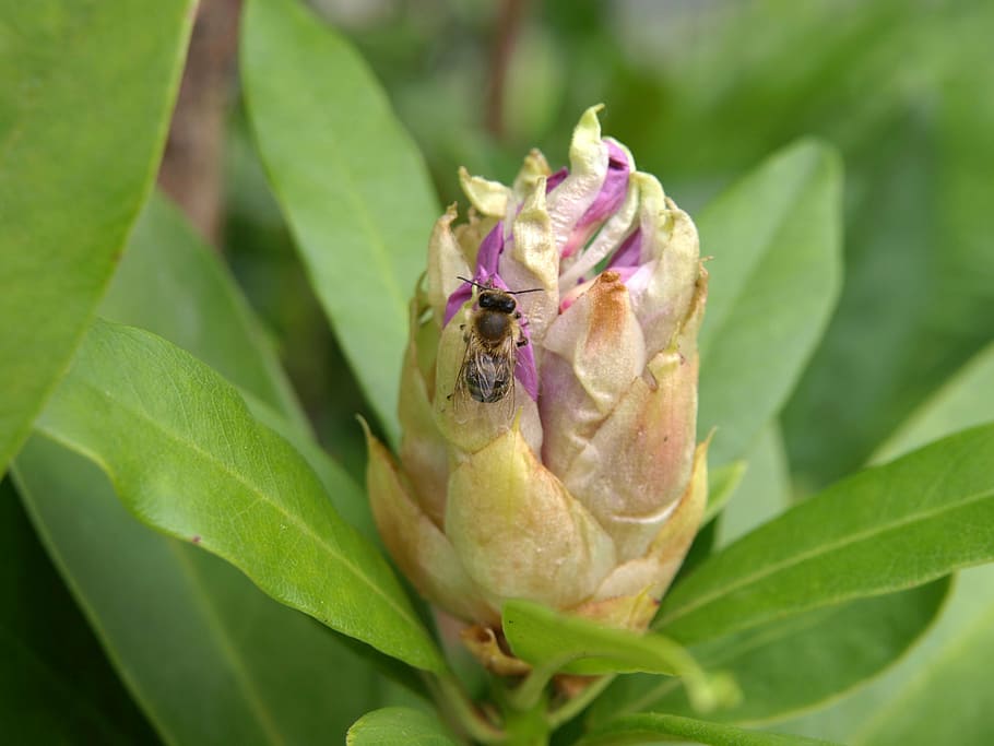 rhododendron, bud, bee, insect, nature, animal, leaf, close-up HD wallpaper