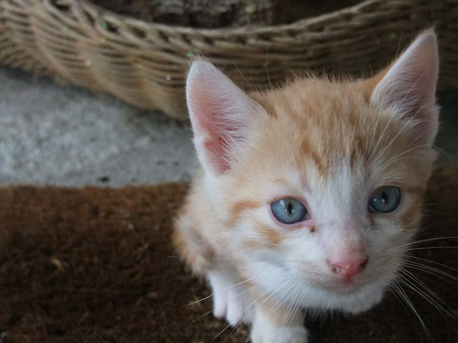 Cat, Cute, Face, Head, cat face, domestic cat, pets, looking at camera HD wallpaper