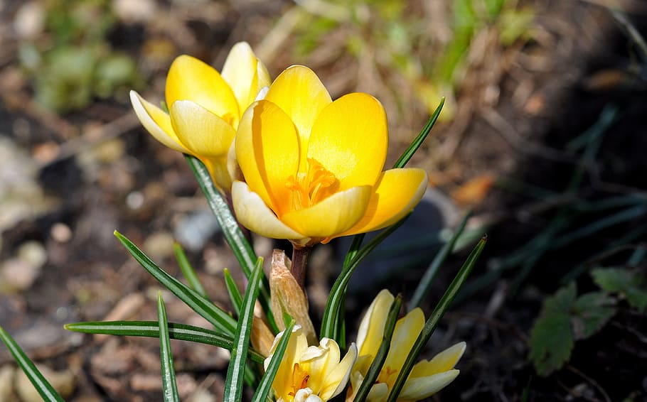 crocus, spring, flower, plant, blossom, bloom, yellow, colorful HD wallpaper