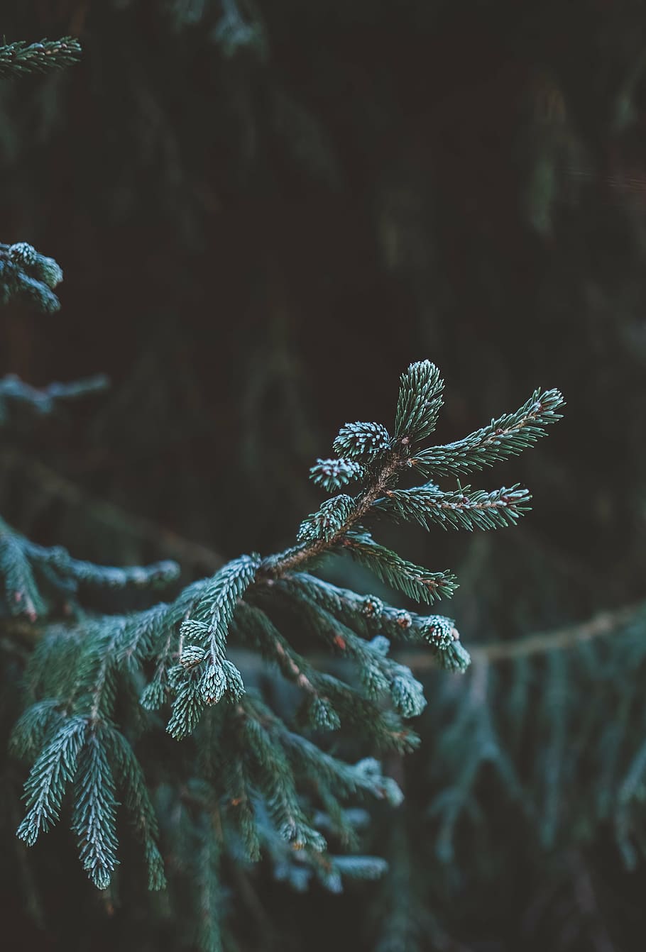 green leaves, plants, tree, pine, forest, nature, black, winter HD wallpaper