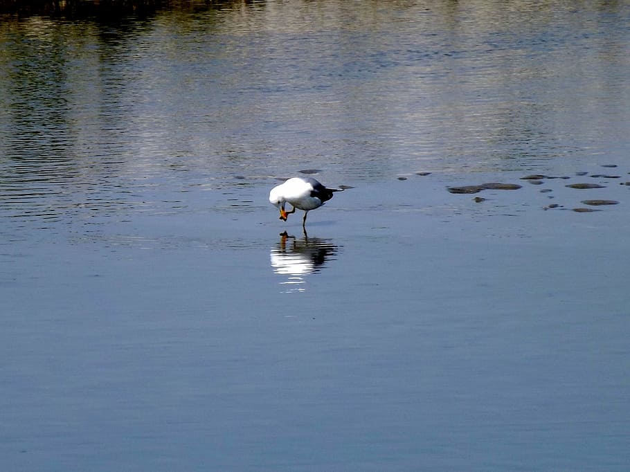 birds, seagull, water, reflection, vertebrate, animal, animal themes HD wallpaper