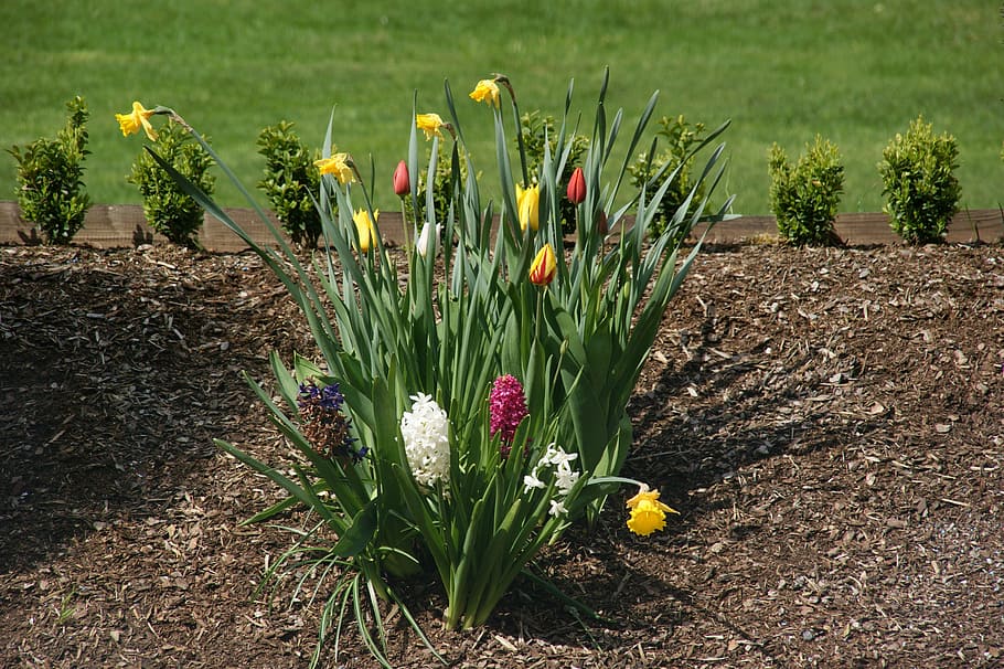 Tulip, Flower, Nature, Spring, summer, outdoors, rural scene HD wallpaper