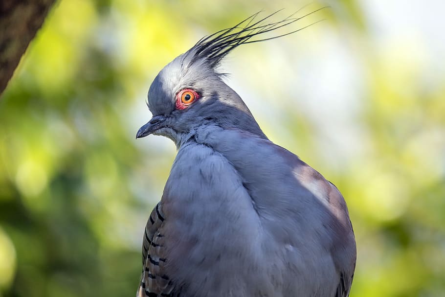 Crested Pigeon, selective focus photo of gray and white bird HD wallpaper