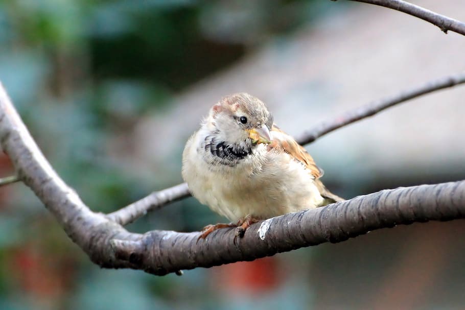 sparrow, sperling, bird, branch, sit, songbird, garden, nature HD wallpaper