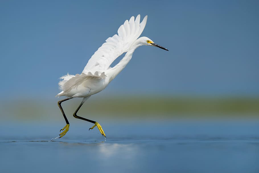 white bird on body of water, yellow, wing, movement, leg, green HD wallpaper