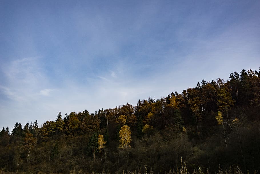 Green Trees Under Blue Sky during Daytime, forest, landscape HD wallpaper