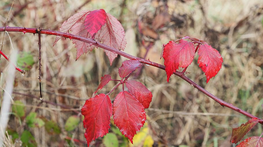 leaf, fall, foliage, red leaf, plant, focus on foreground, beauty in nature HD wallpaper