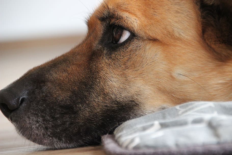 dog, mix, face, head, good, brown eyes, snout, pet, thoughtful HD wallpaper
