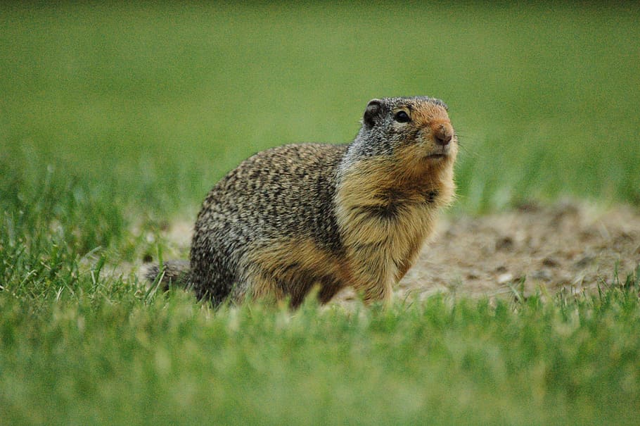 ground squirrel, grass, wildlife, green, brown, park, rodent HD wallpaper