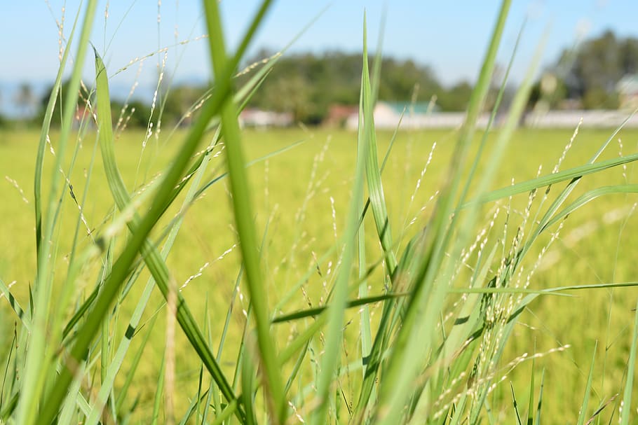 blur, grass home, rice fields, plant, growth, land, green color HD wallpaper