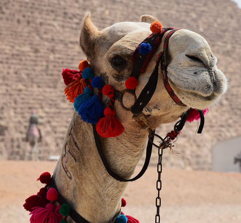 close-up photo of white camel, mount, decorated, egypt, animal HD wallpaper