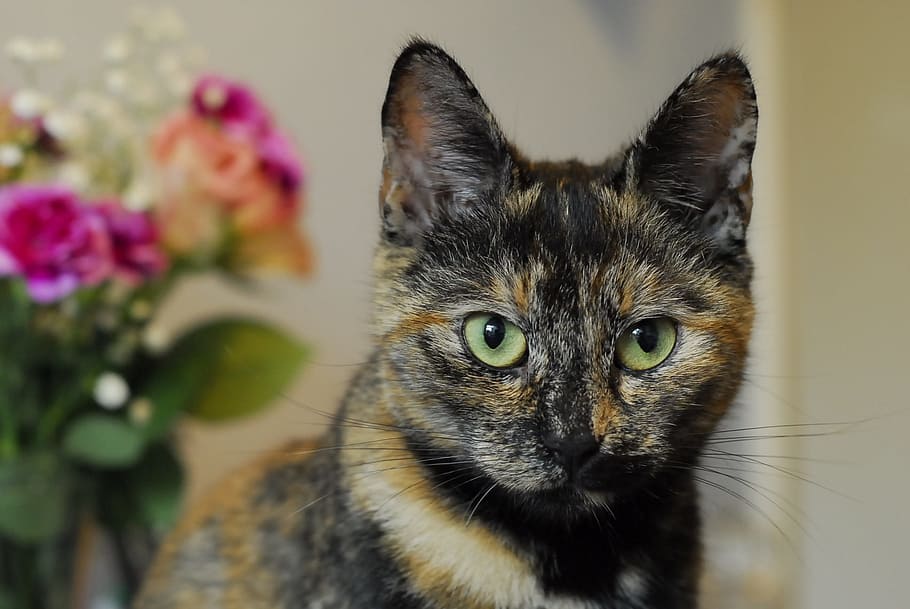 selective photography of tortoiseshell cat, Ears, pets, domestic Cat, HD wallpaper