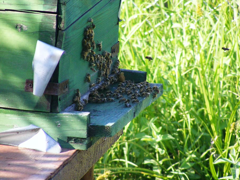 Bees, Hive, Beehive, Swarm, Insects, flying, honey, beekeeping, HD wallpaper