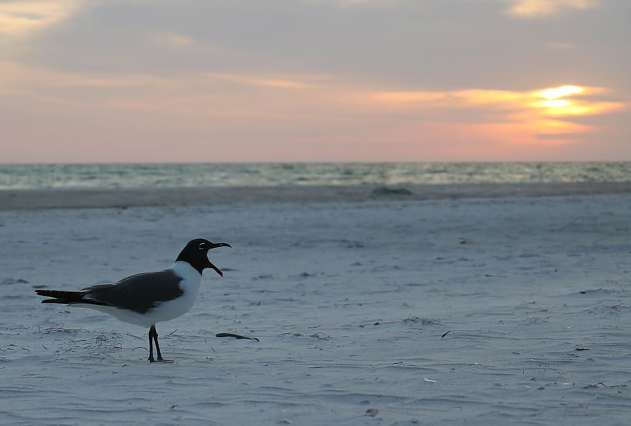 seagull, bird, beach, nature, wildlife, animal, coastline, water HD wallpaper