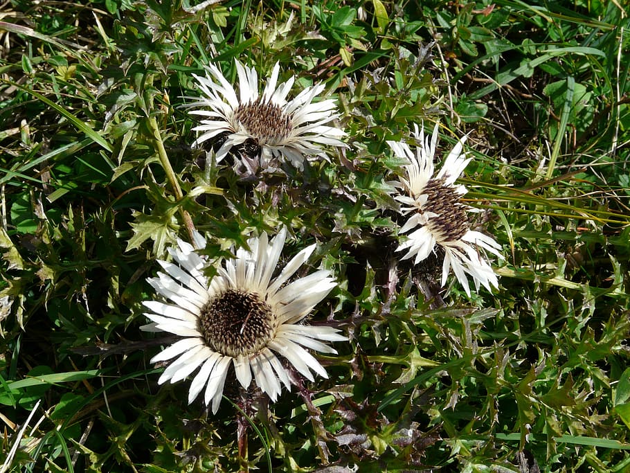 Silver Thistle, Blossom, Bloom, plant, spiny, prickly, flora HD wallpaper
