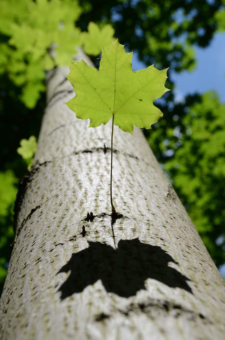 leaf, tree, nature, fall, green, summer, vertical, oak, shadow HD wallpaper