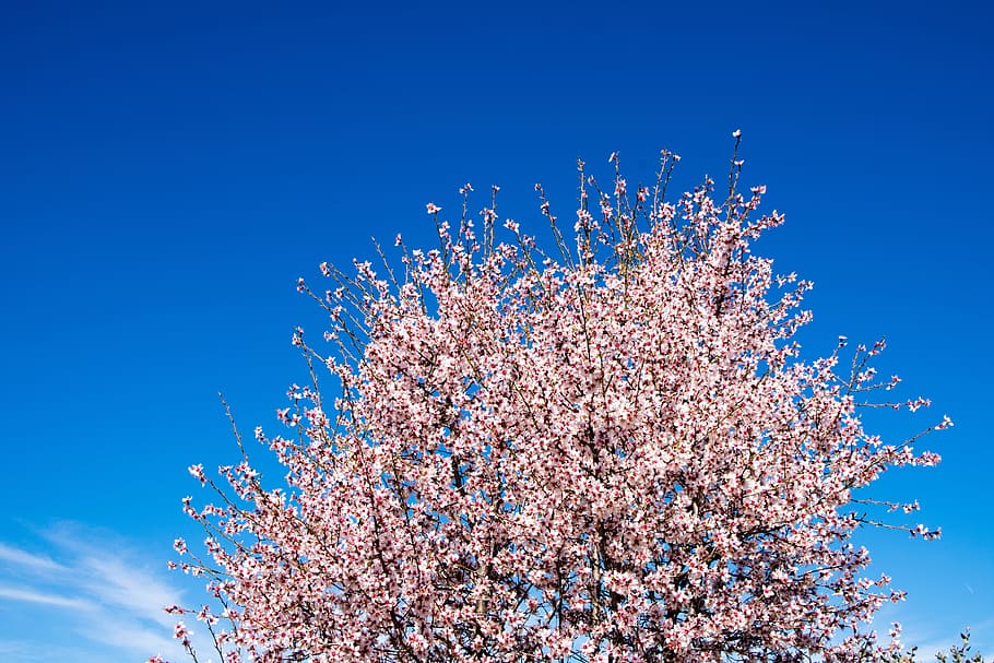 almond tree, spring, nature, natural, green, branch, leaf, plant HD wallpaper