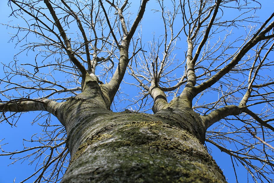 Tree, Winter, Sky, Landscape, Cold, nature, season, blue, frost HD wallpaper