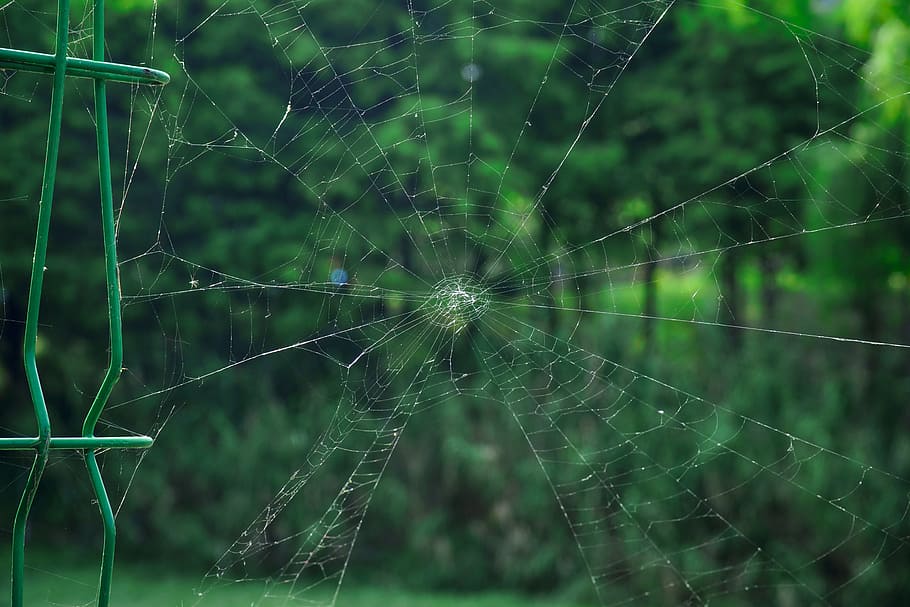 a spider's web, park, natural, cobweb, fragility, spider web HD wallpaper