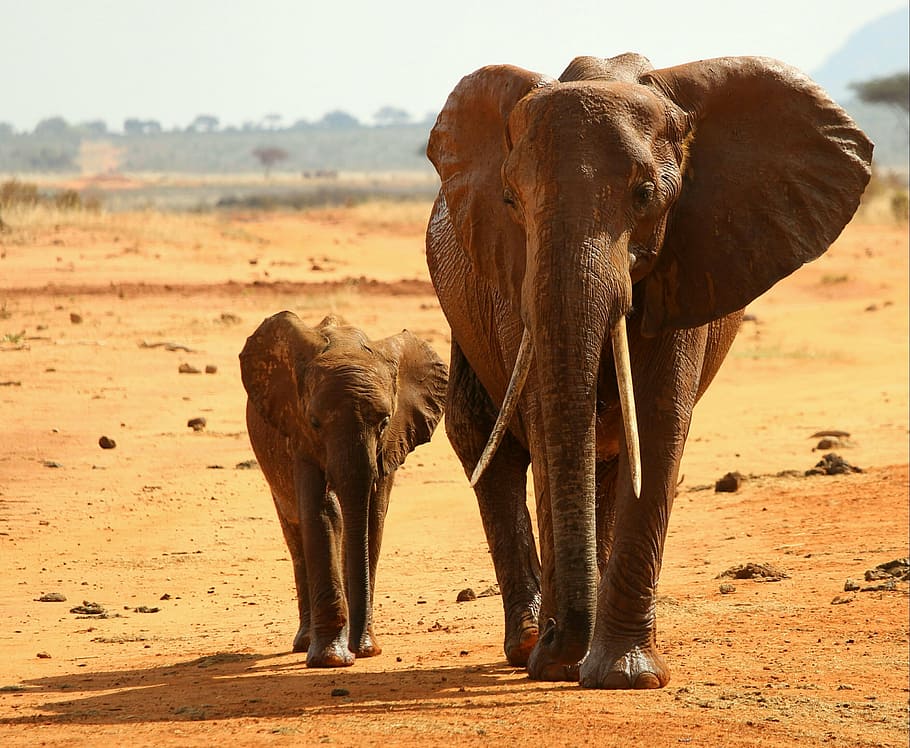 elephant with its cub on desert, africa, national park, animals in the wild, HD wallpaper