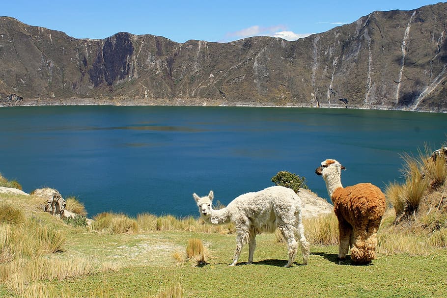 llama near body of water, llamas, animal, mammal, andes, wool, HD wallpaper