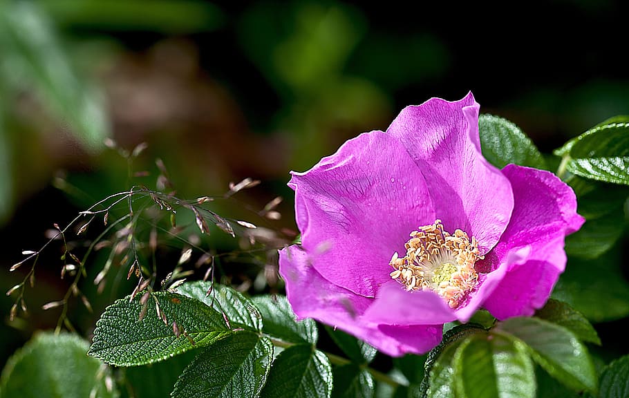 rose, wild rose, nature, macro, rose petals, stamens, pink HD wallpaper