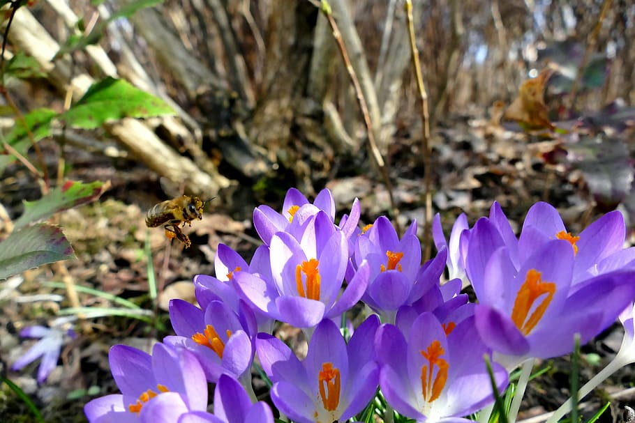nature, spring, crocus, purple, bee, plant, close, flowers HD wallpaper