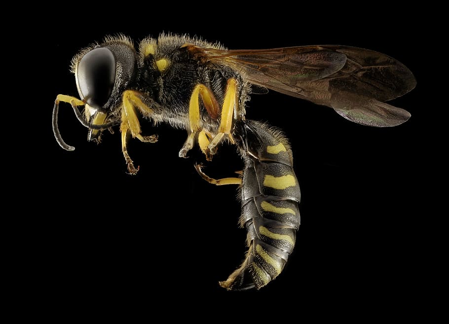 yellow and black wasp, yellow jacket, bee, nature, insect, macro